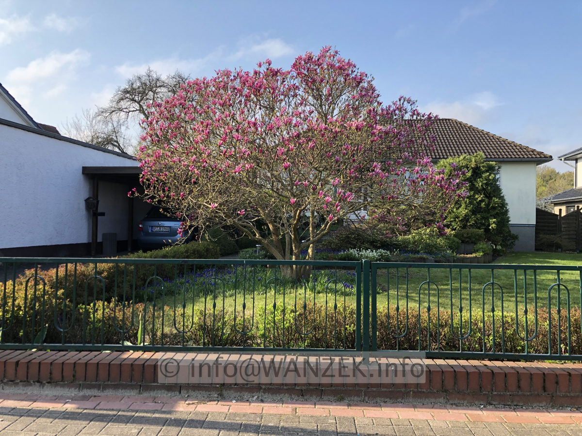 Magnolia liliiflora Susan 03.JPG